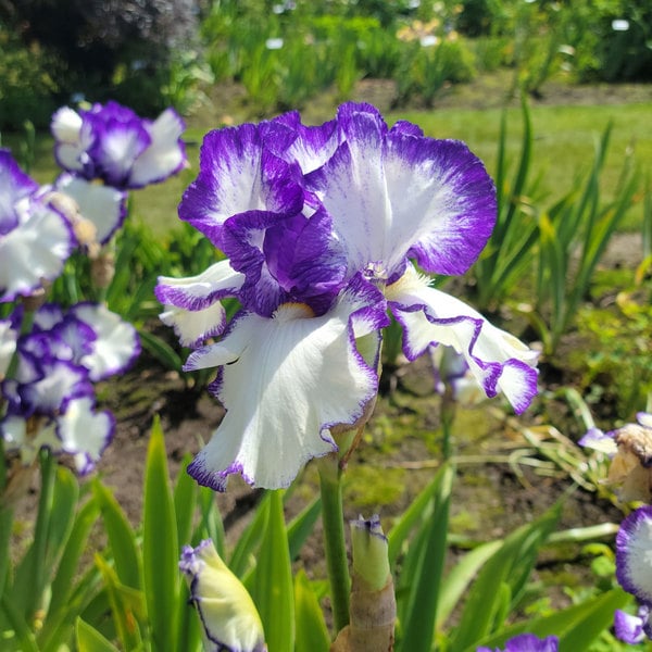  Iris Germanica 'Presby's Crown Jewel' - Reblooming
