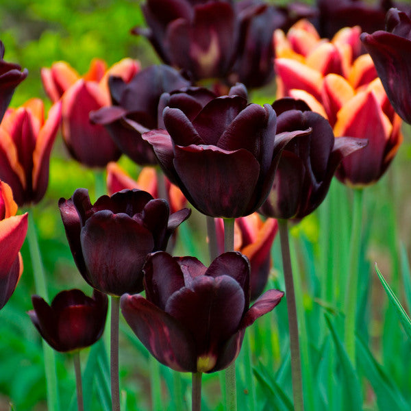  Tulip 'Ronaldo'