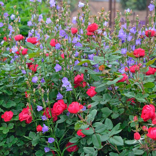  Rose Oso Easy® Double Red