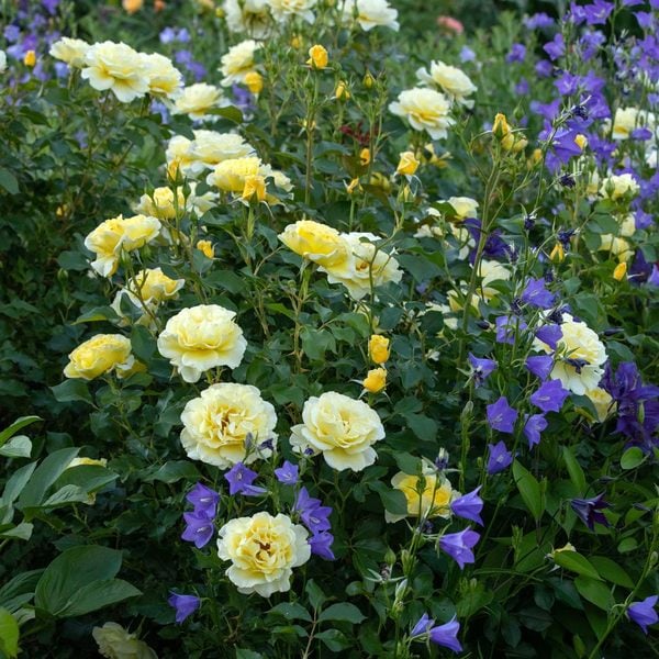  Rose Easy Elegance® Yellow Submarine