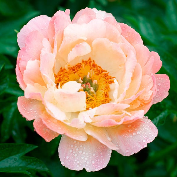  Peony 'Coral Charm'