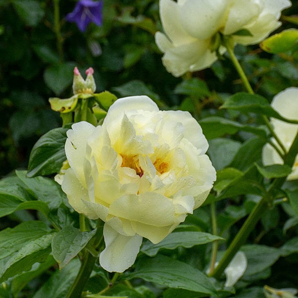  Peony 'Lemon Chiffon'