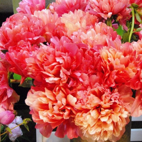  Peony 'Lorelei'