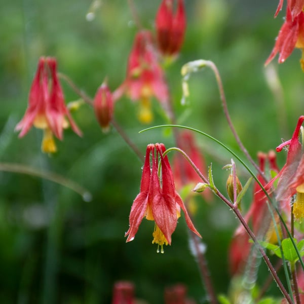  Aquilegia Canadensis
