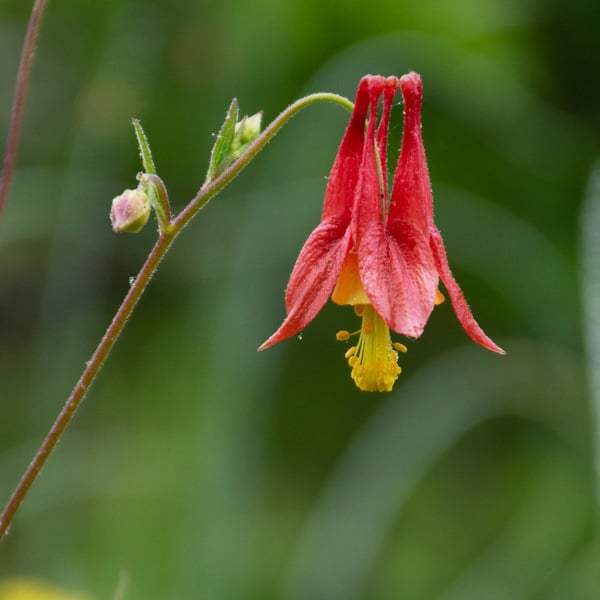 Aquilegia Canadensis