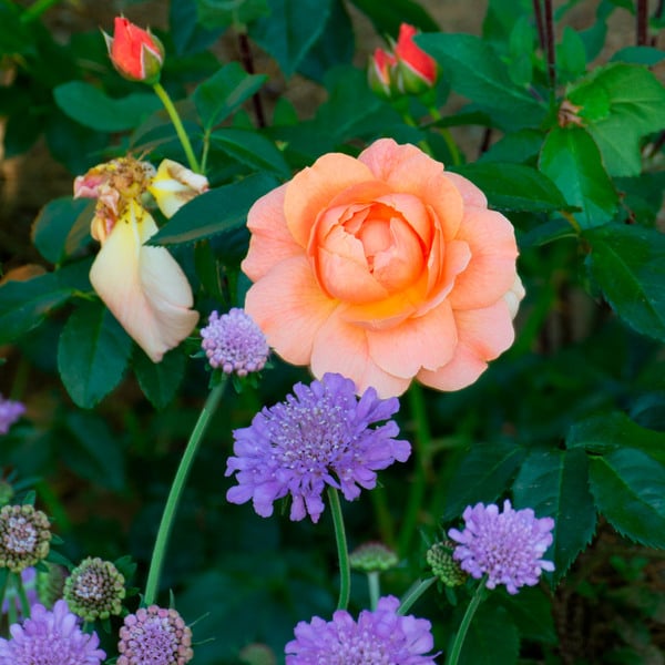  Rose At Last®