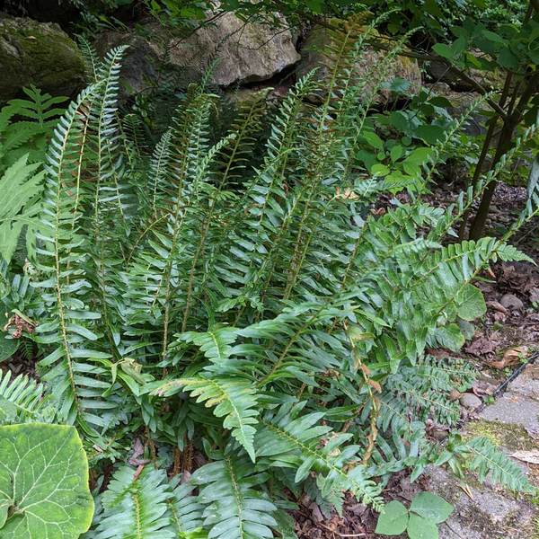  Polystichum Acrostichoides - Christmas Fern