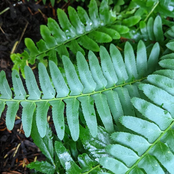  Polystichum Acrostichoides - Christmas Fern