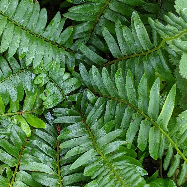  Polystichum Acrostichoides - Christmas Fern