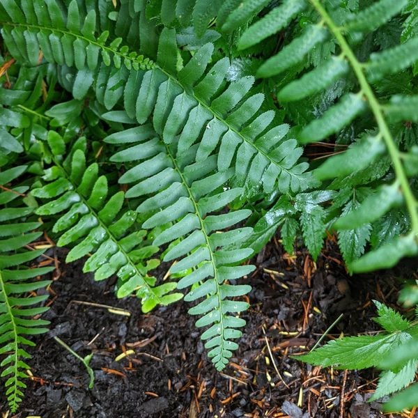 Polystichum Acrostichoides - Christmas Fern