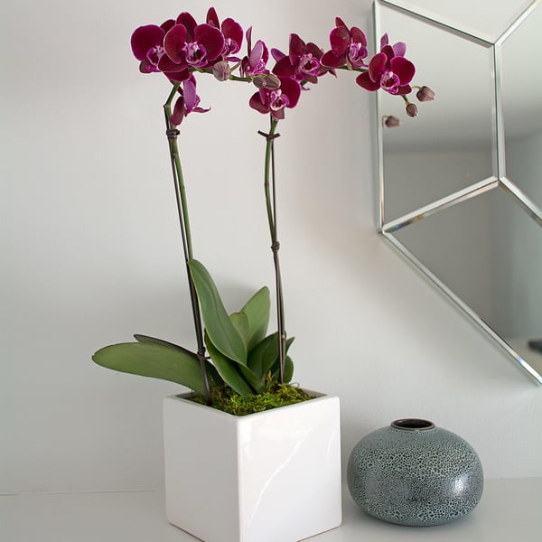  Burgundy Compact Moth Orchids In 5" Ceramic Cachepot