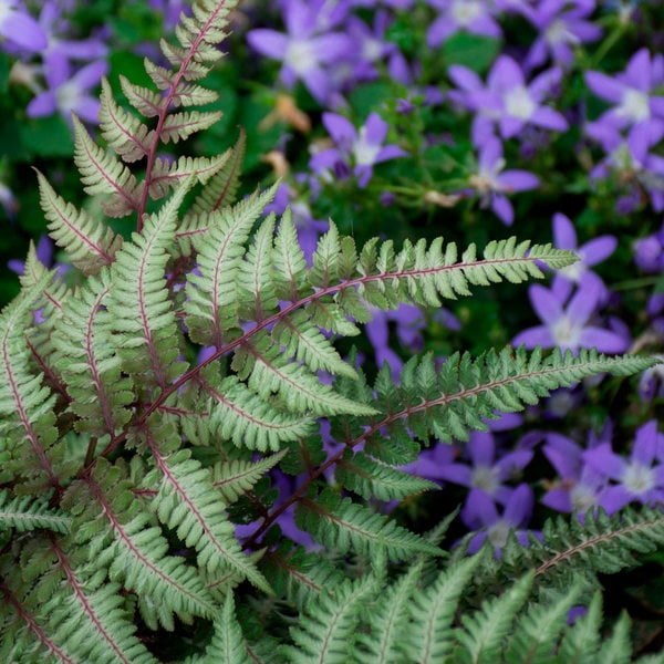  Athyrium Niponicum Var. Pictum - Japanese Painted Fern