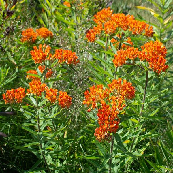  Asclepias Tuberosa