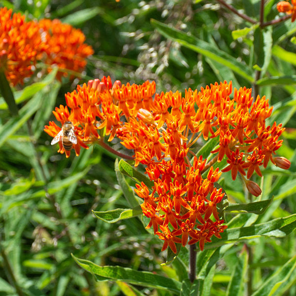  Asclepias Tuberosa