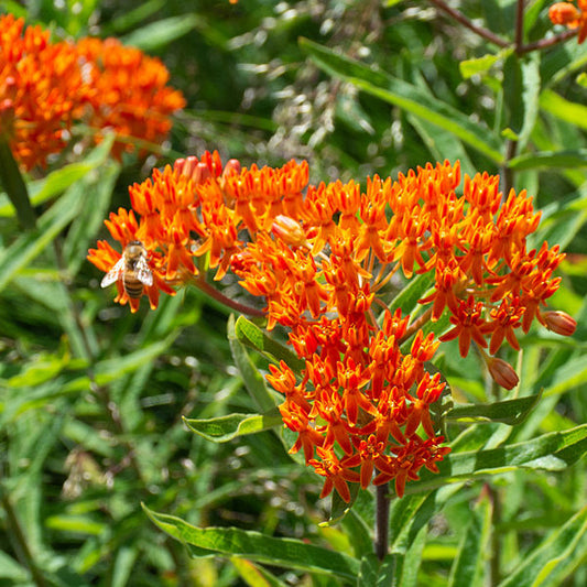  Asclepias Tuberosa