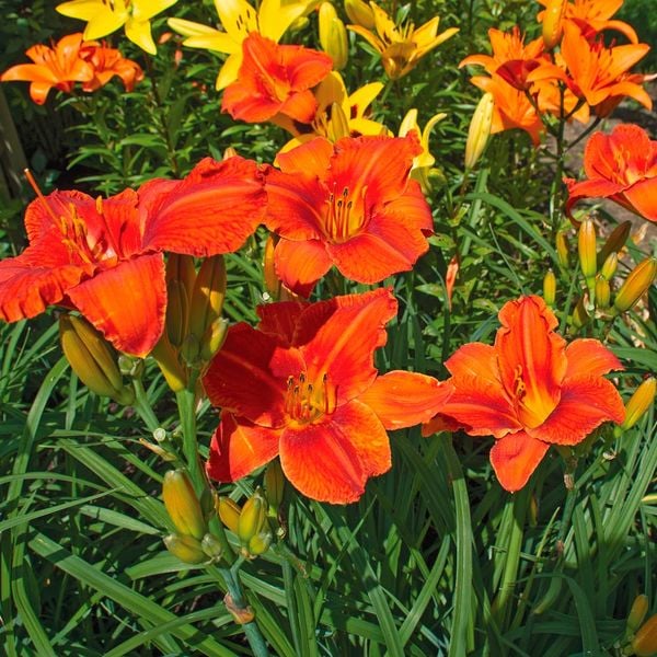 Hemerocallis (Daylily) 'Alabama Jubilee'