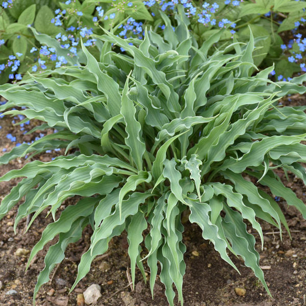  Hosta 'Silly String'