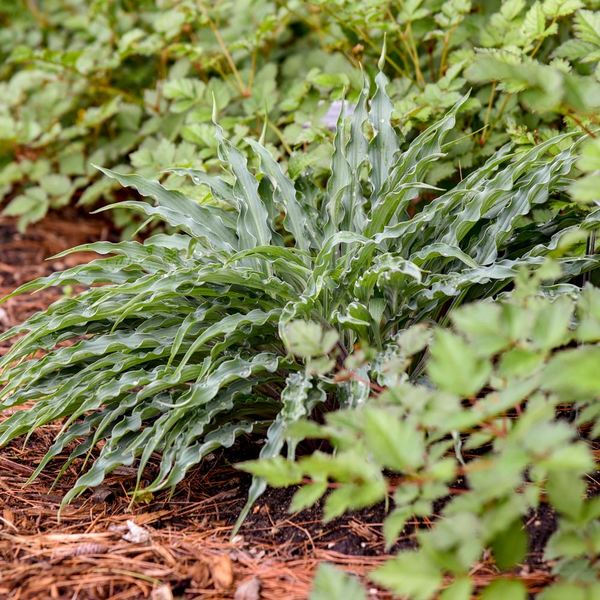  Hosta 'Silly String'
