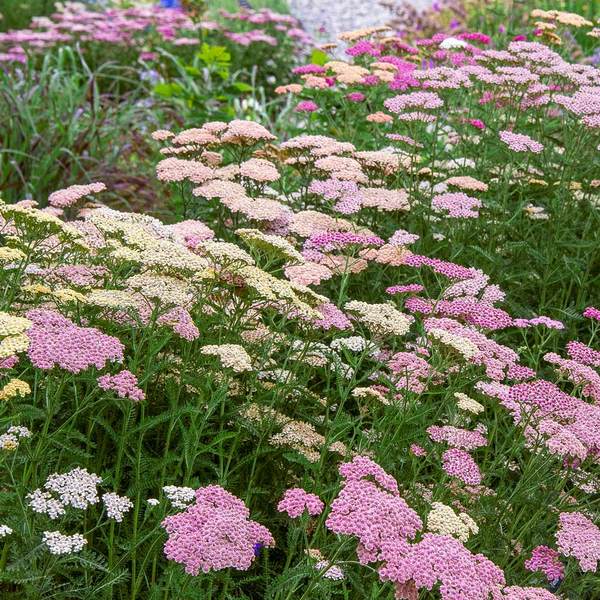  Achillea Millefolium Colorado Mix