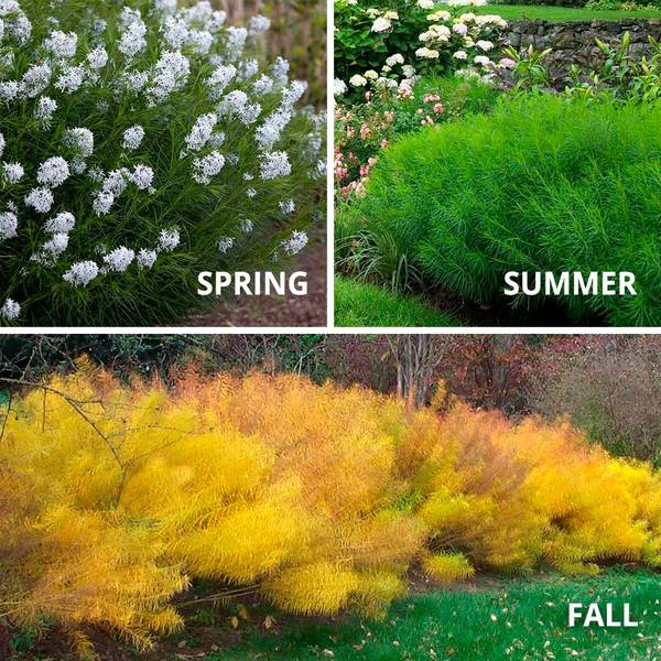  Amsonia Hubrichtii