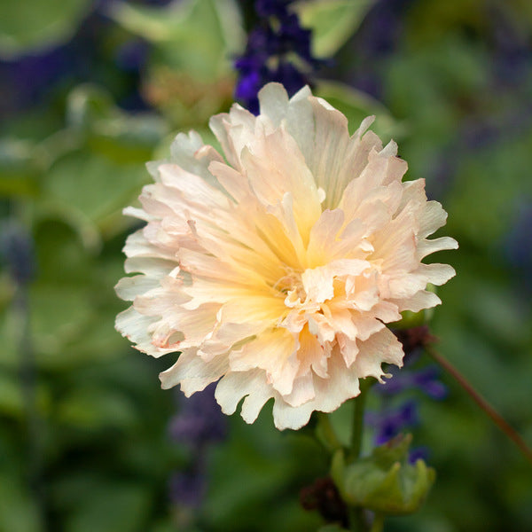  Alcea Rosea Spring Celebrities™ 'Apricot'