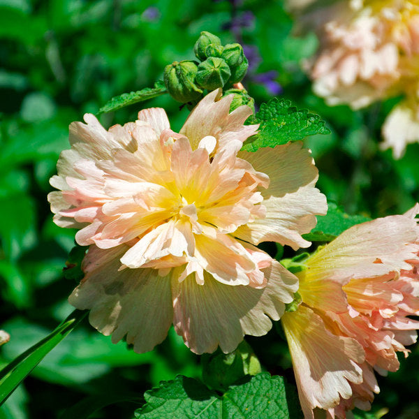  Alcea Rosea Spring Celebrities™ 'Apricot'