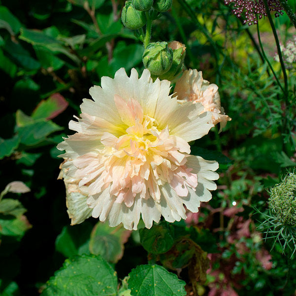  Alcea Rosea Spring Celebrities™ 'Apricot'