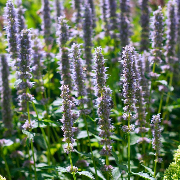  Agastache 'Blue Fortune' 