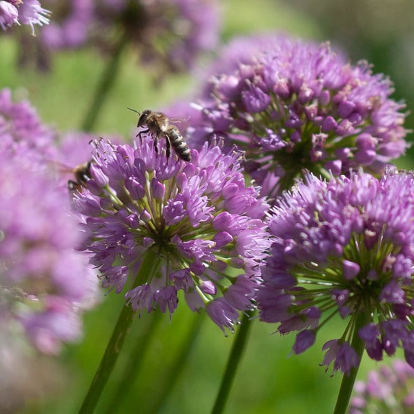  Allium 'Millenium'