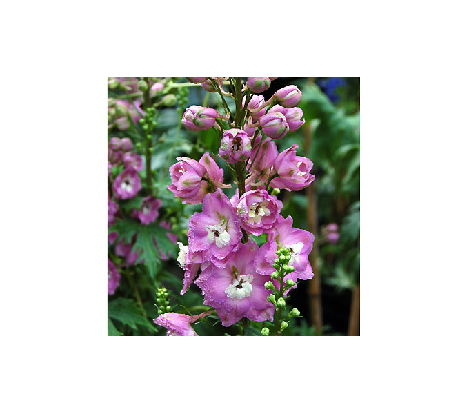  Delphinium 'Centurion Rose Shades'