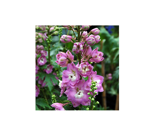  Delphinium 'Centurion Rose Shades'