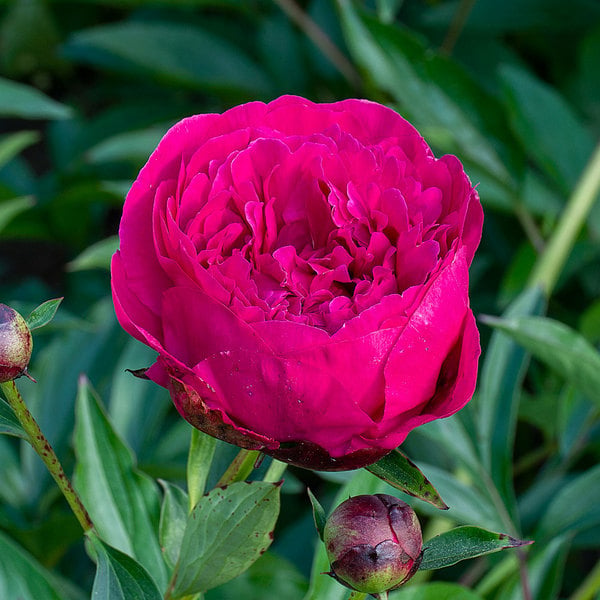  Peony 'Kansas'