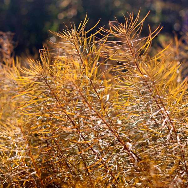  Amsonia Hubrichtii