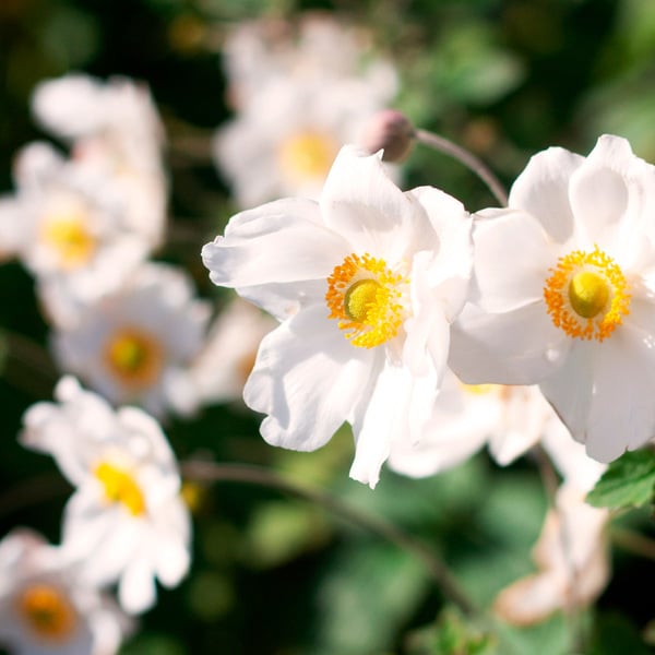  Anemone X Hybrida 'Honorine Jobert'