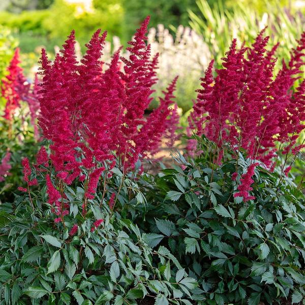  Astilbe X Arendsii 'Fanal'