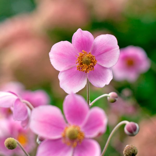  Anemone X Hybrida 'Robustissima'