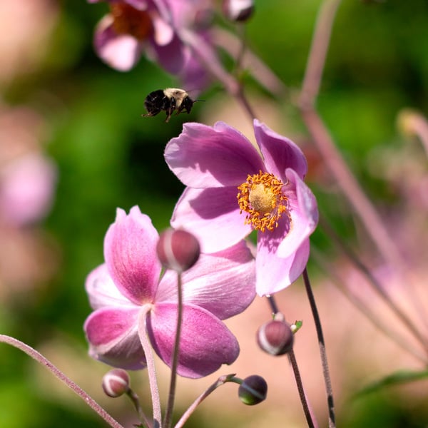  Anemone X Hybrida 'Robustissima'