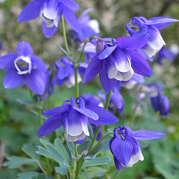  Aquilegia 'Blue Butterflies'