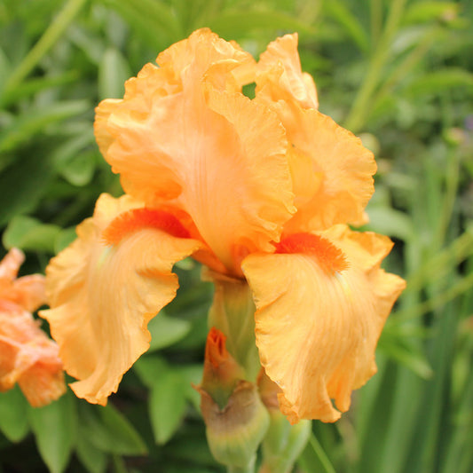  Iris Germanica 'Orange Harvest' - Reblooming