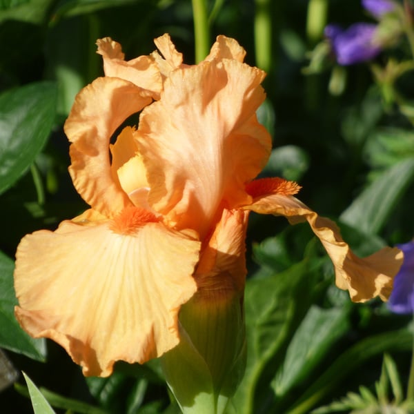  Iris Germanica 'Orange Harvest' - Reblooming