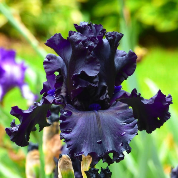 Iris Germanica 'All Night Long'