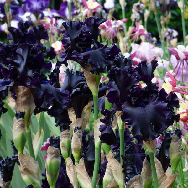  Iris Germanica 'All Night Long'