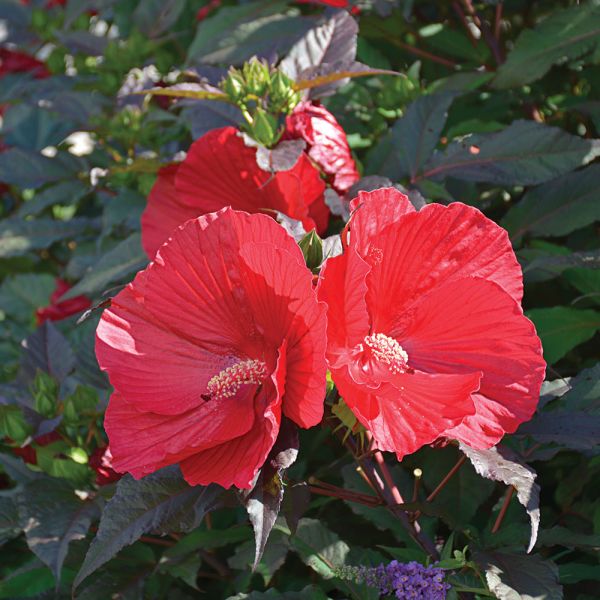  Hibiscus 'Midnight Marvel'