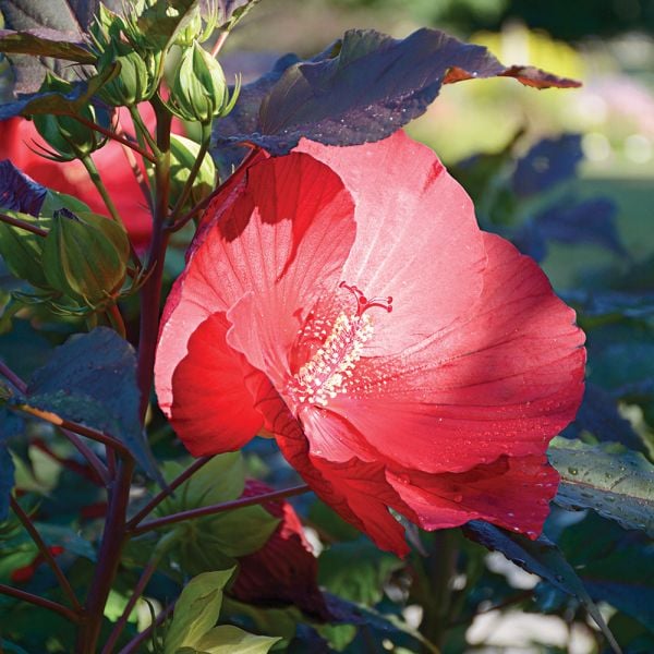  Hibiscus 'Midnight Marvel'