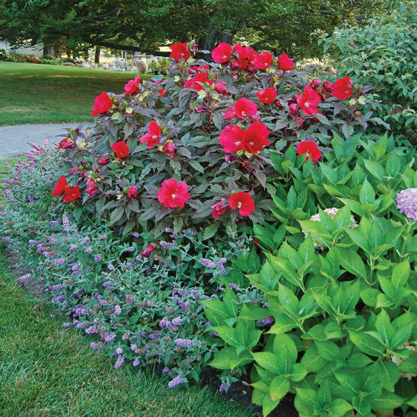  Hibiscus 'Midnight Marvel'