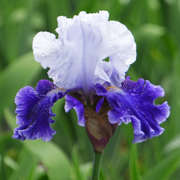 Iris Germanica 'Drifting'