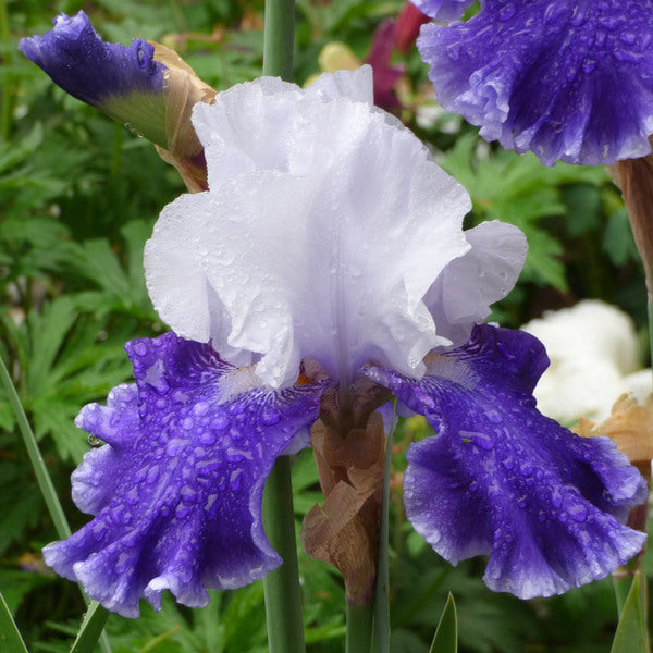  Iris Germanica 'Drifting'
