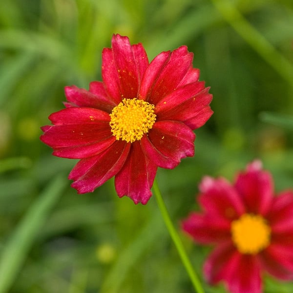  Coreopsis Big Bang™ 'Mercury Rising'
