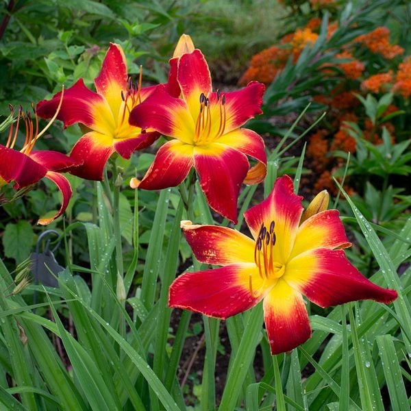  Hemerocallis (Daylily) 'All American Chief'