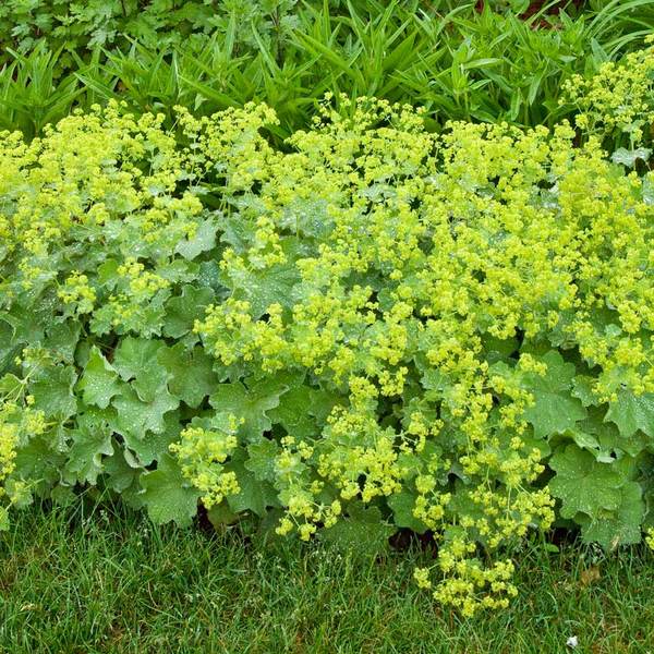  Alchemilla Mollis